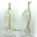 SPINE06 (12379) Médica Anatomia Ciência Life-Size Sternum com Rib Transpaeent para Medical School Education